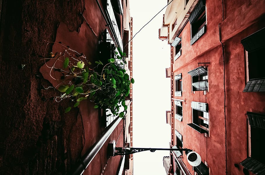 low-angle photography, green, plant, hanging, wall, architecture, building, infrastructure, sky, skyscraper