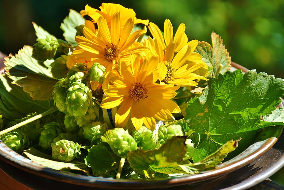 yellow, daisies, brown, plate, close, hops, sunflower, green, hops fruits, plant