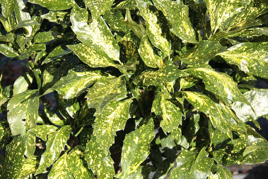 green leaves, variegated, foliage, colorful, leaf, gardening, vibrant, green, plant, bright