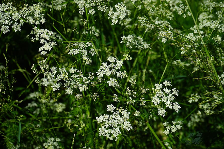 pointed-chervil, flowers, white, anthriscus sylvestris, chaerophyllum sylvestre, cow parsley, wild temulum, chervil, anthriscus, umbelliferae
