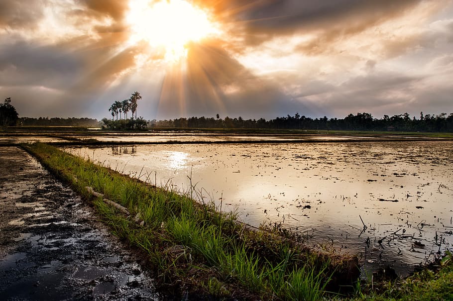 rice field, rays, sun, piercing, clouds, Sunset, Aceh, Indonesia, Landscape, wilderness