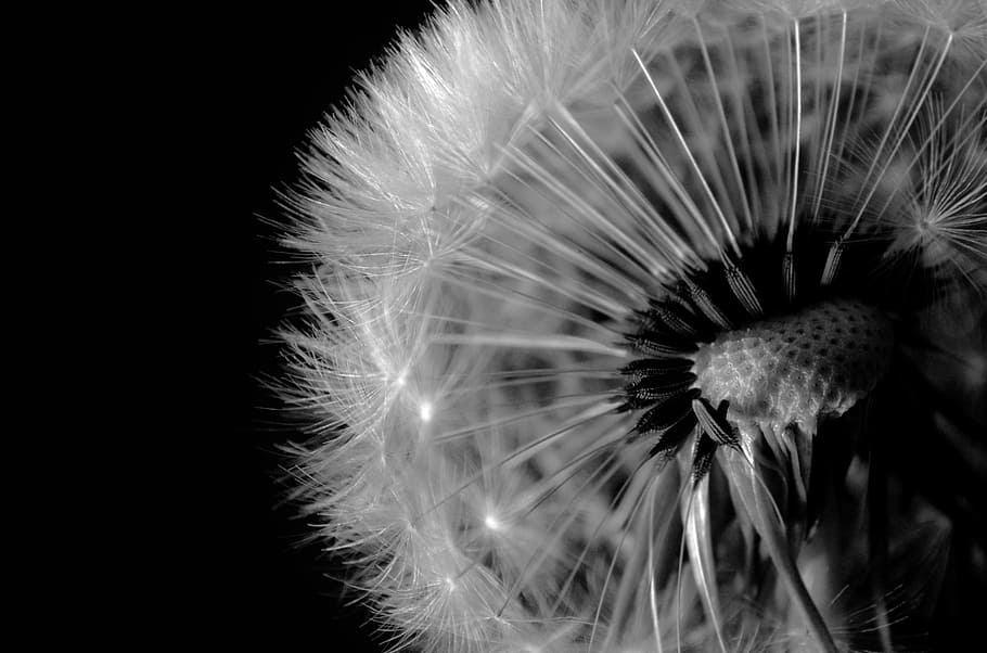fotografi selektif, fokus, layu, dandelion, hitam, benih, close-up, putih, makro, angin