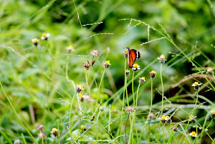 Butterfly, Greenery, Bushes, Shrubs, grass, flowers, garden, nature, plant, growth