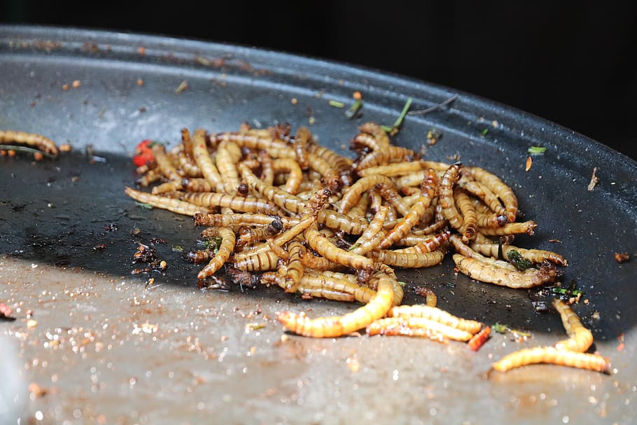 larvas de farinha, inseto, comida, saudável, nutritivo, fritar, comida e bebida, foco seletivo, frescura, close-up