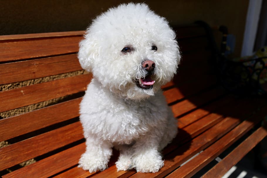 whit poodle, wooden, bench, dog, white, animal, mammal, cute, puppy, fur