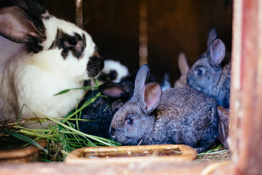 rabbit, little rabbit, hare, fur, easter, rabbits, animal, farmer, kennel, animal themes