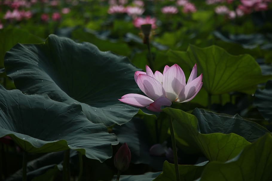 lotus, flowers, water lilies, meditation, nature, lotus leaf, buddhism, kite, aquatic plants, pond