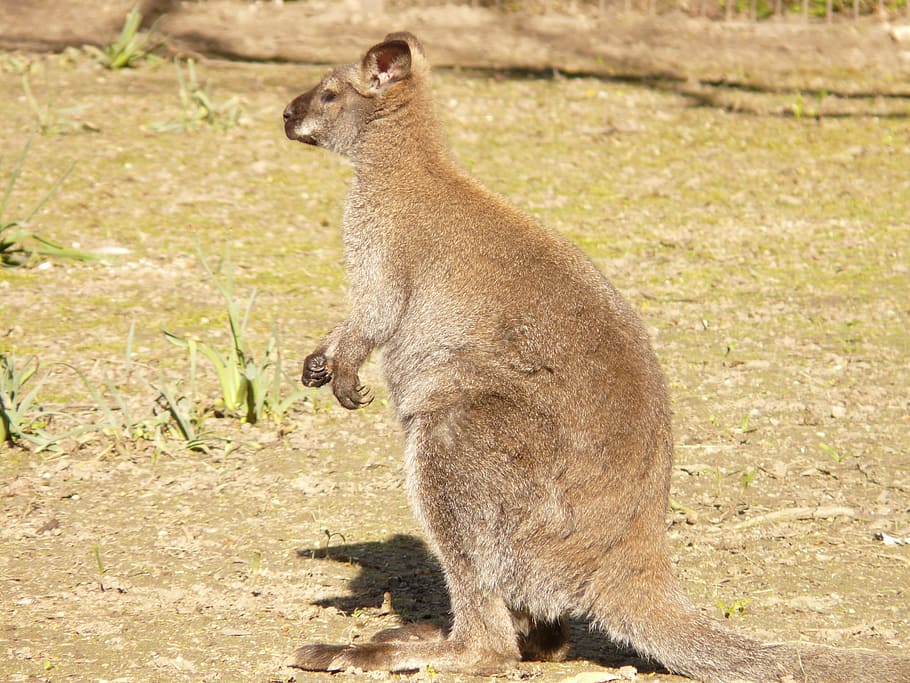 red necked wallaby, kangaroo, macropus rufogriseus, wallaby, bennett wallaby, bennett kangaroo, animal, mammal, animal wildlife, animals in the wild