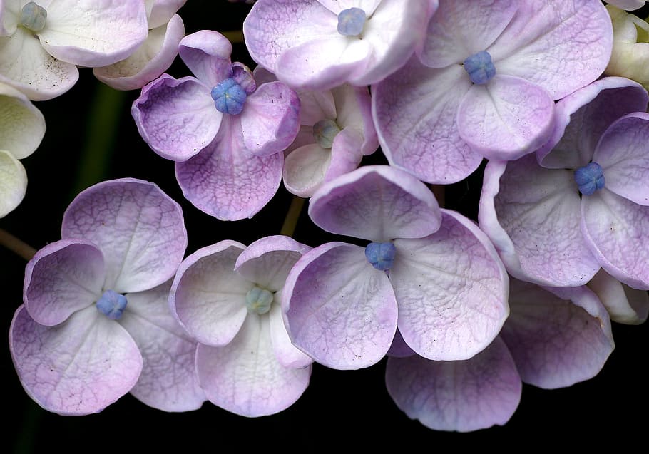 Hydrangea, closeup, moth, orchid, flower, vulnerability, plant, petal, flowering plant, fragility
