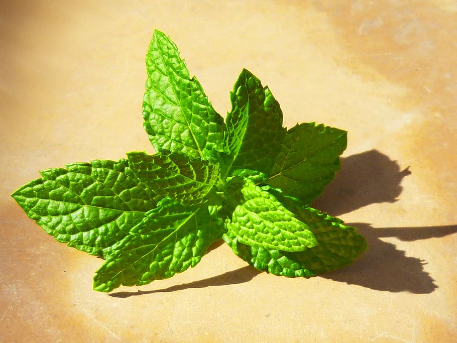 green, leaves, brown, surface, mint, fresh, green color, food and drink, leaf, food