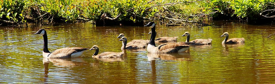 Canada Geese, Family, geese, early summer, young, lake, water, nature, animal world, animals