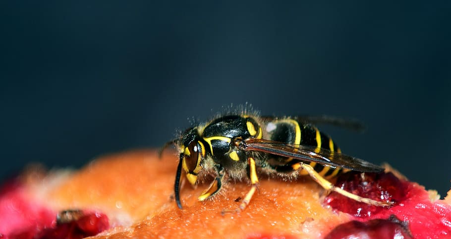 Wasp, Cake, Pastries, Delicious, Sweet, wasp on the cake, eat, close, insect, summer