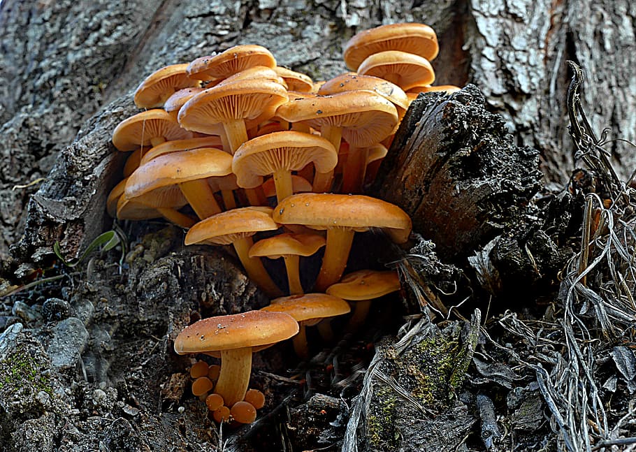 Sulphur, tufts, brown mushrooms, mushroom, fungus, growth, food, vegetable, nature, toadstool