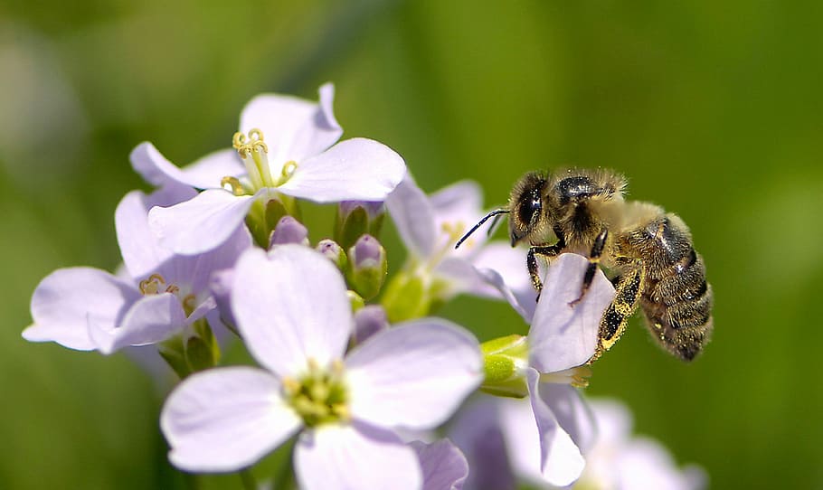 bee, nature, flower, pollination, flowering plant, animal themes, animals in the wild, animal, animal wildlife, invertebrate
