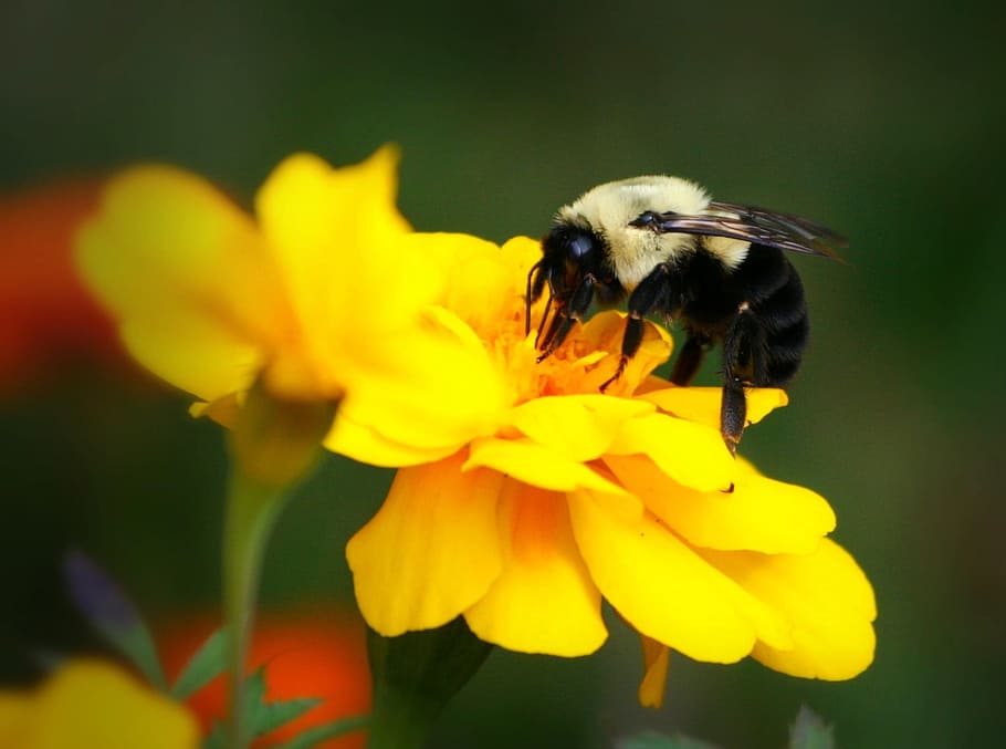 fotografi makro, bumble, Bee, Bumblebee, Serangga, Kuning, Bunga, marigold, menyengat, madu