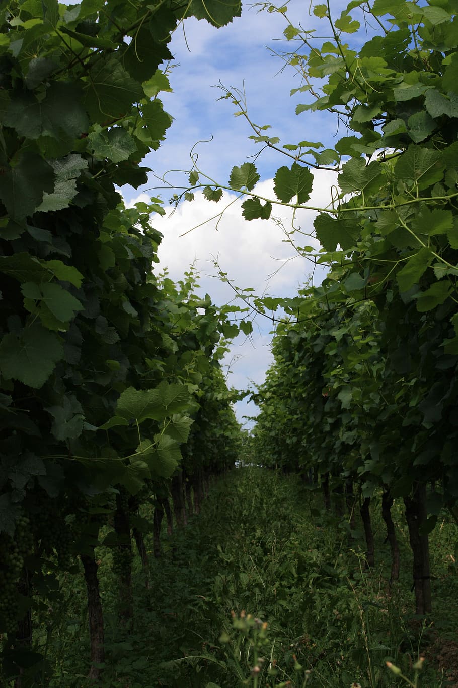 Vineyard, Wine, Vines, Pieces, Vine, pieces of vine, grapes, fruit, vineyards, grapevine