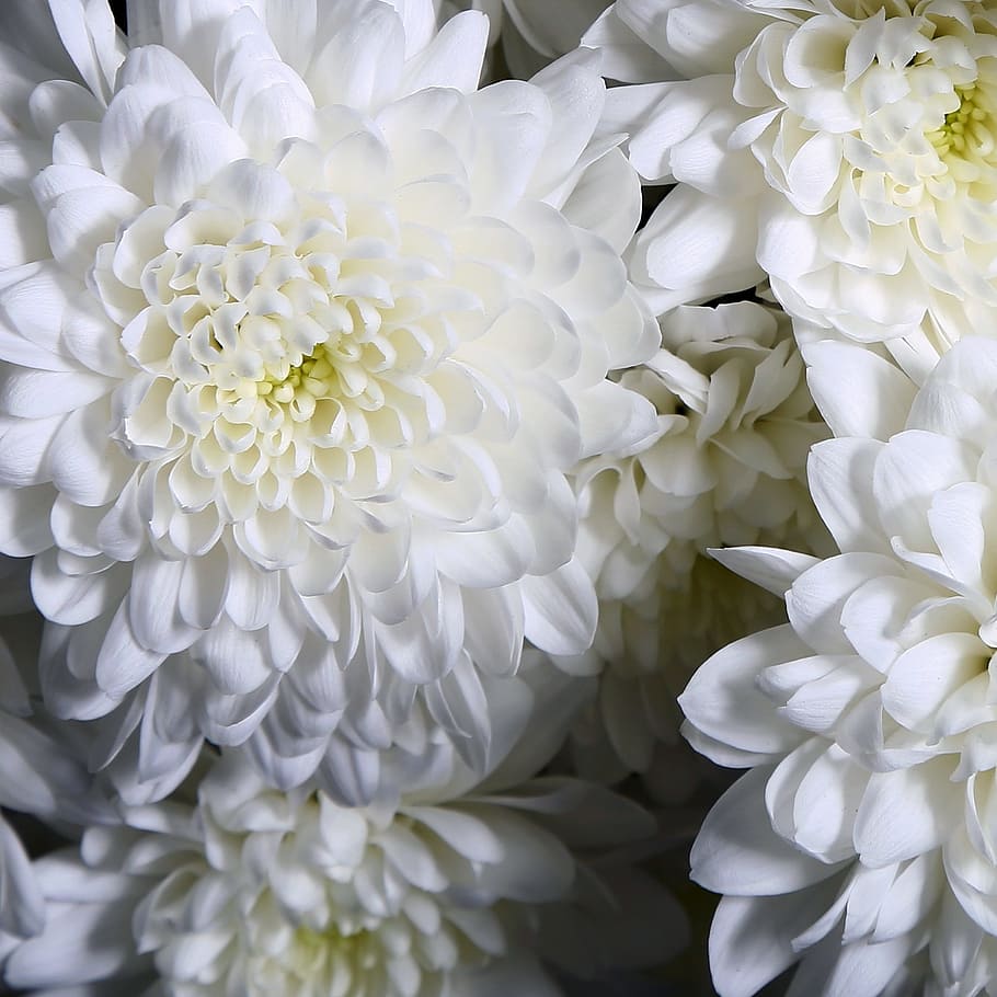 white, petals, flower, bunch, bundle, flowering plant, petal, white color, plant, vulnerability