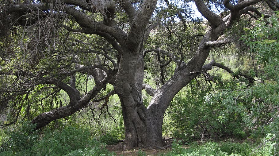 oak, california, tree, deciduous tree, landscape, countryside, park, foliage, nature, outside