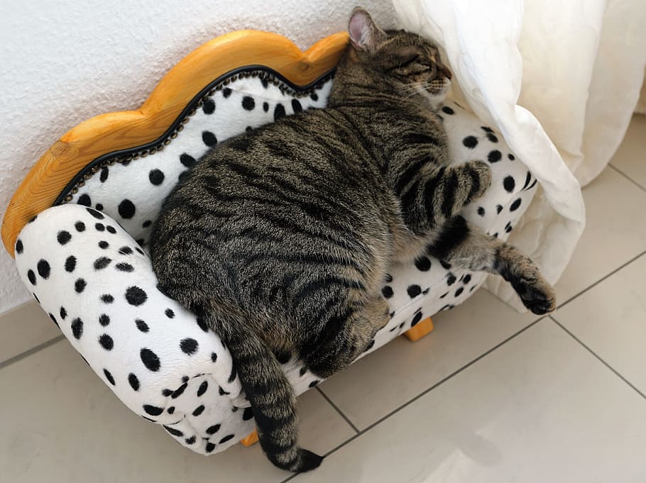 coklat, kucing betina, sedang tidur, putih, sofa, Kucing, Harimau, Hewan, Predator, harimaule