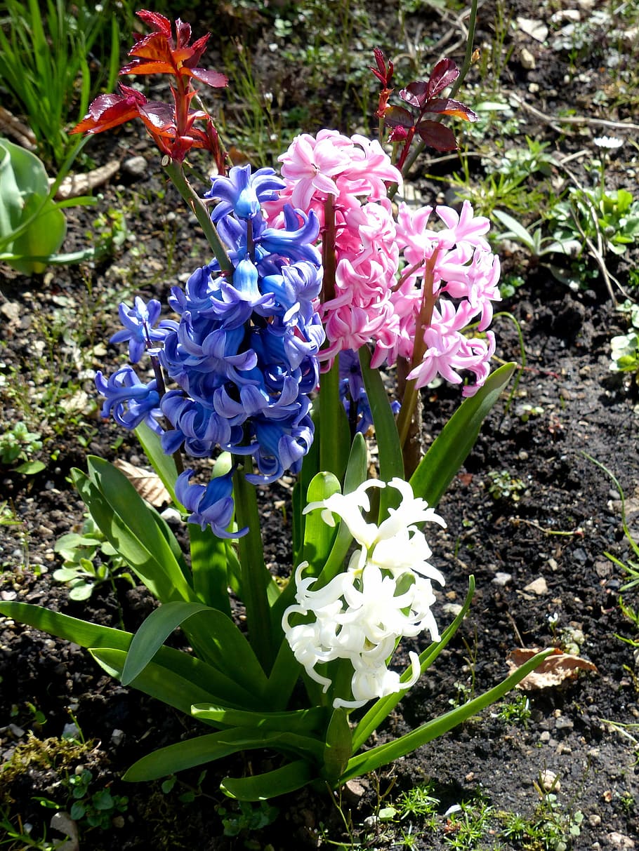 hyacinth, three coloured, spring, very fragrant, flower, nature, plant, purple, flower Head, flowering plant