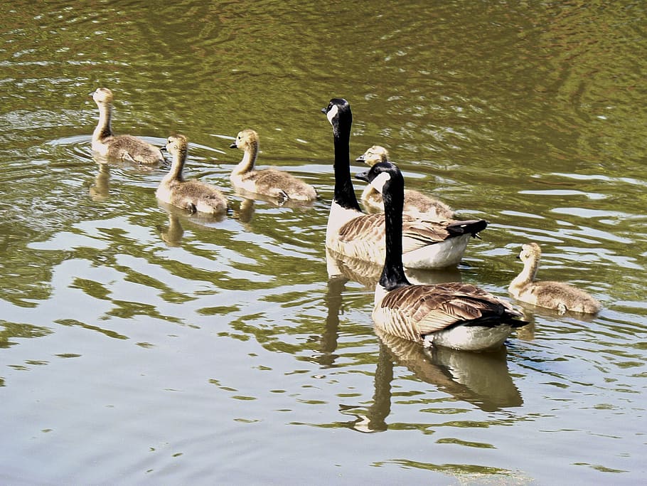 geese, young, cute, spring, life, wildlife, gosling, nature, waterfowl, goose