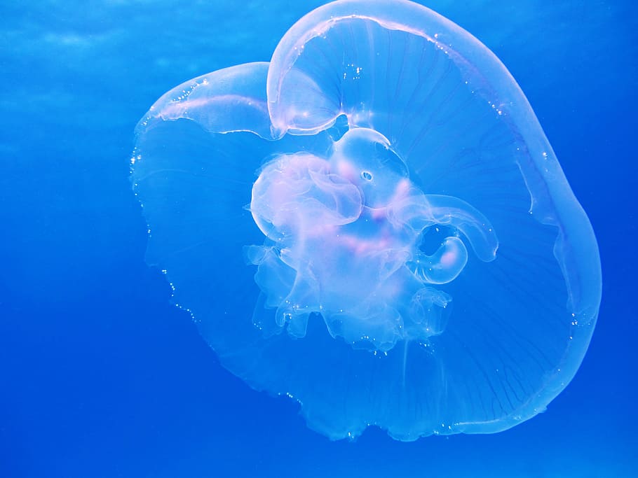 pink box jellyfish, moon, jellyfish, aurelia aurita, schirmqualle, also, cnidarian, cnidaria, sea, underwater