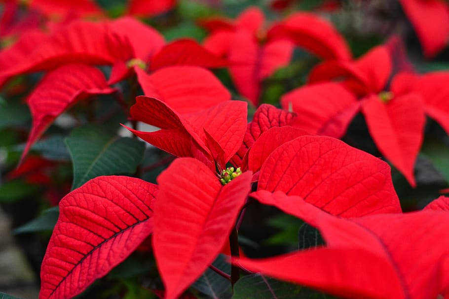 christmas, holiday, decoration, december, red, xmas, plant, celebrate, holiday season, seasonal