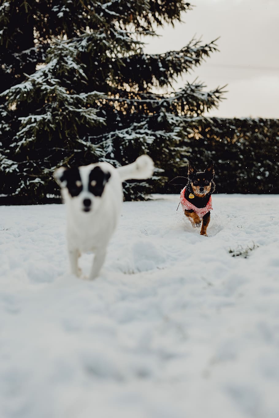 anjing, salju, musim dingin, hewan peliharaan, hewan, lucu, bermain, menyenangkan, anak anjing, Kecil
