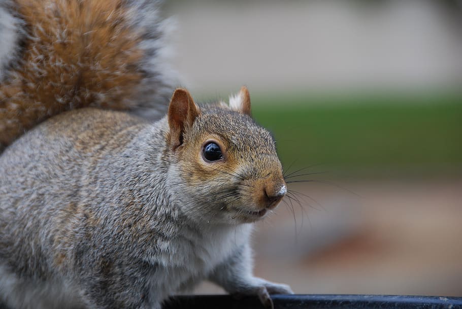 squirrel, animal, rodent, nature, mammal, animal themes, one animal, animal wildlife, focus on foreground, close-up
