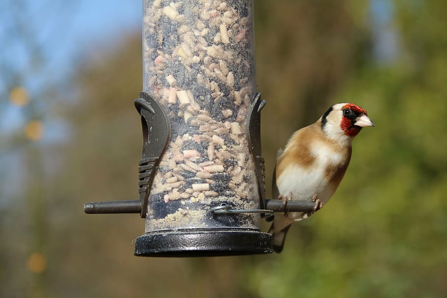 goldfinch, garden bird, bird, garden, wildlife, nature, finch, feeder, red, wild