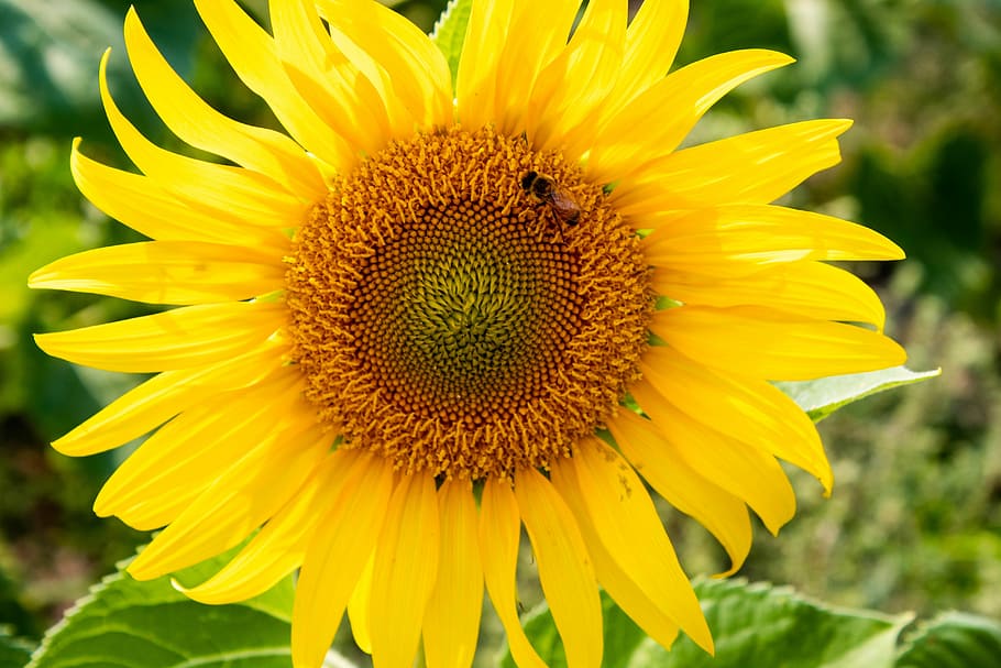 sunflower, bee, yellow, bright, summer, field, flower, nature, plant, agriculture
