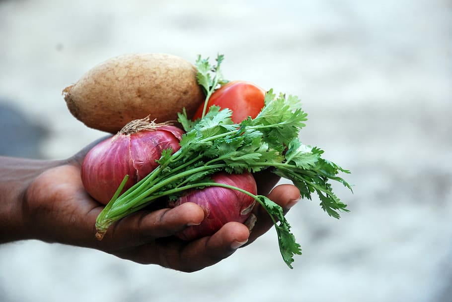sayuran segar, segar, sayuran, hijau, tangan, ramuan, bumbu, bahan, bawang, peterseli