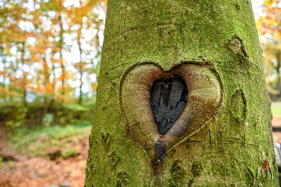 heart, tree, carved, romance, bark, tree trunk, plant, trunk, focus on foreground, nature