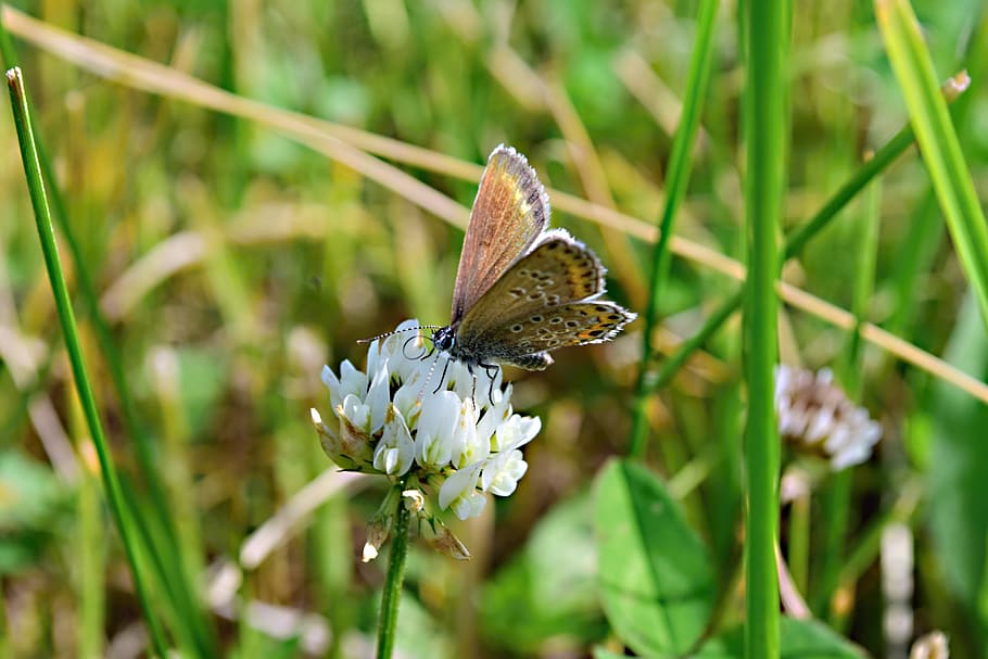 meadow, clover white, butterfly, nature, macro, animal wildlife, animal themes, animal, animals in the wild, one animal