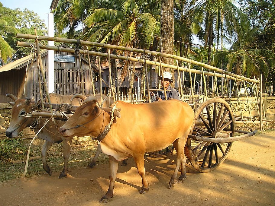 Cambodia, Oxen, Ox, Transport, Rural, local, live, southeast, asia, animal themes