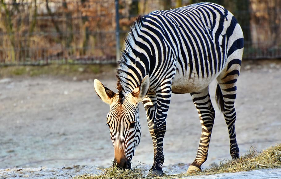 zebra, eating, grass, daytime, zebra crossing, black and white, stripes, striped, wild animal, africa