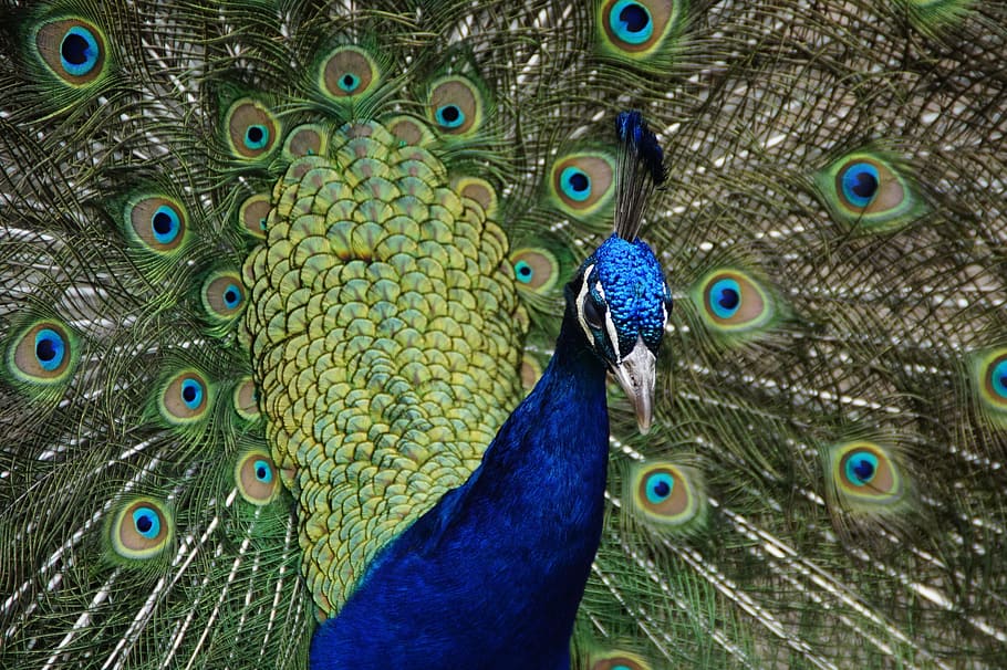 Peacock, Wheel, Bird, beat rad, peacock wheel, feather, balz, plumage, spread, spring dress