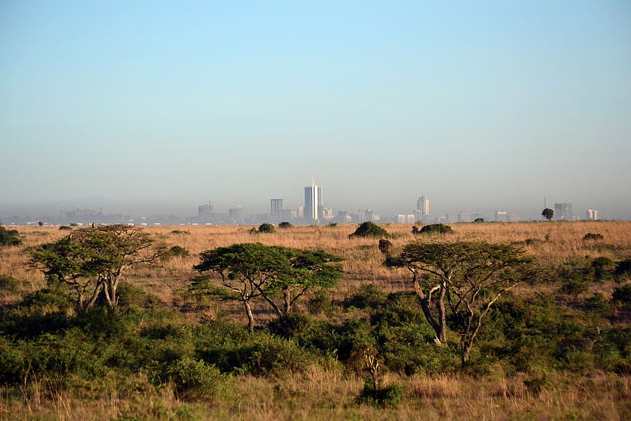 juego, preservar, Game Preserve, Nairobi, fondo, ciudad, fotos, paisaje, dominio público, cielo