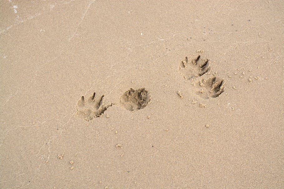 Perro, huellas, huella, arena, pata de perro, reimpresión, huellas en la arena, patas, playa, naturaleza