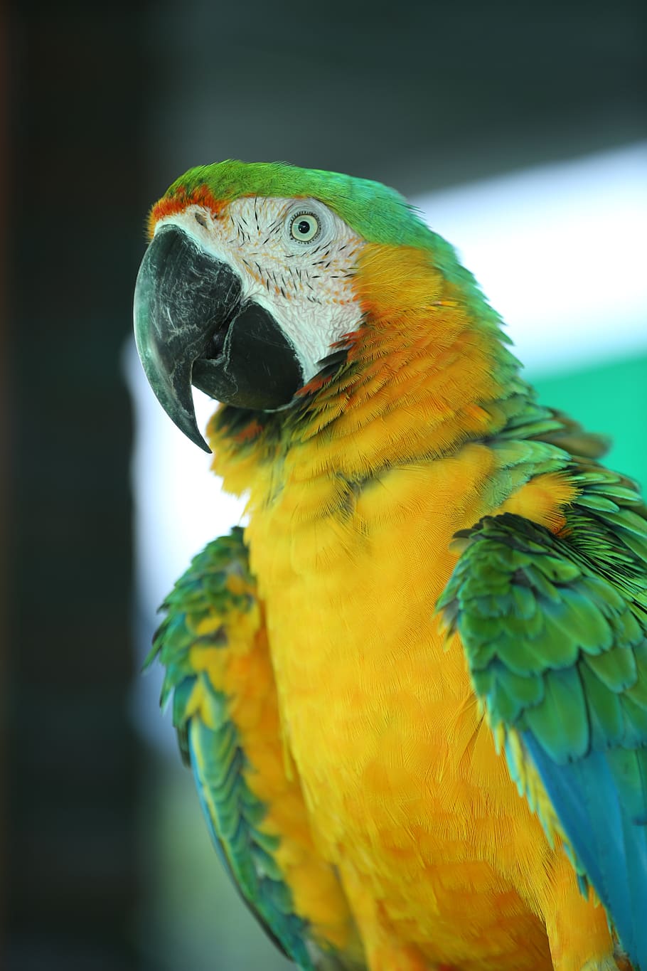 periquito verde amarelo, periquito raro, periquito sul-americano, lindo, papagaio peludo, periquito fofo, periquito super fofo, papagaio de cauda longa, papagaios, papagaios super fofos