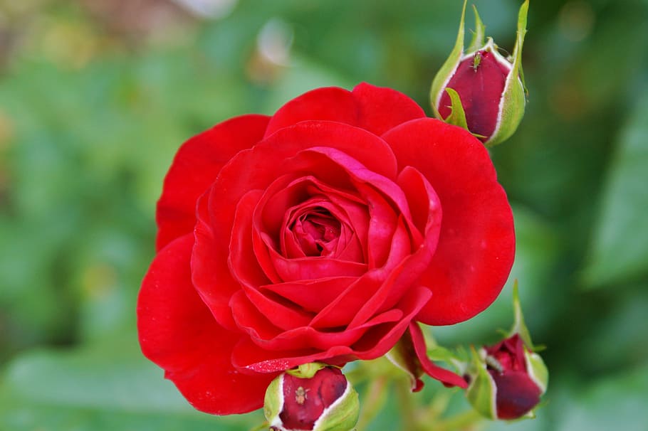 Rose, Bud, Blossom, Bloom, Rosebud, rosa roja, rose bloom, flor, jardín, naturaleza