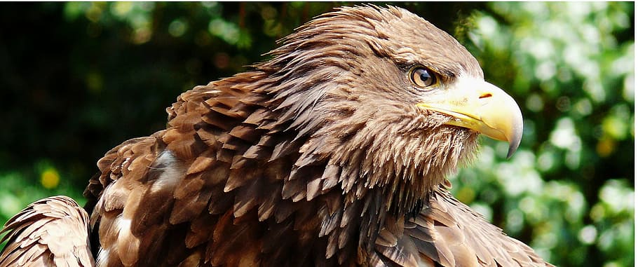 pájaro marrón, adler, llamativo, águila marina europea, mosca, volante, vuelo, cara, enorme, rapaces