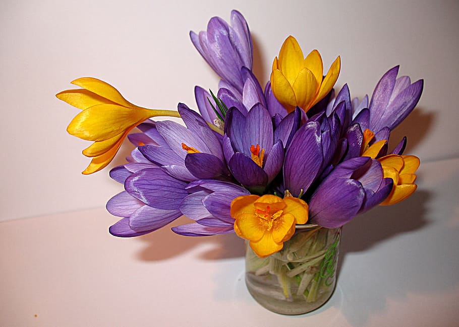 flores, azafranes, primavera, púrpura, amarillo, estado de ánimo, planta floreciendo, flor, planta, frescura