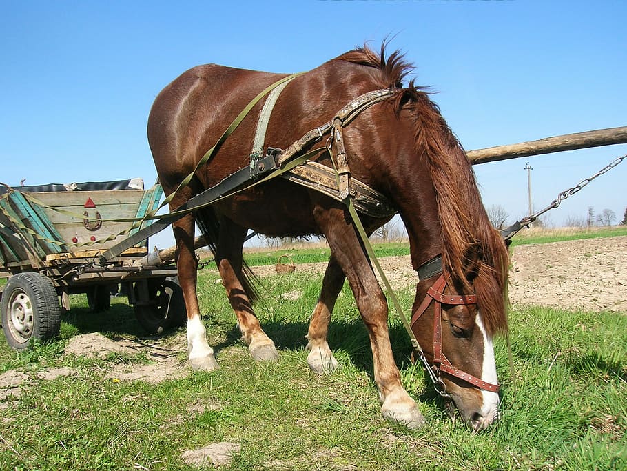horse, wagon, village, selskoe, economy, plowing, agricultural work, field, treatment, heavily