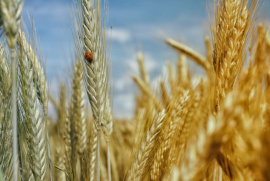 orange, ladybug, perched, wheat plant, closeup, cornfield, wheat field, wheat, cereals, summer holiday