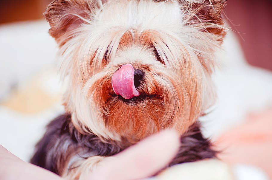dog, tongue, pet, animals, cute, Yorkshire Terrier, Yorkie, domestic animals, domestic, pets