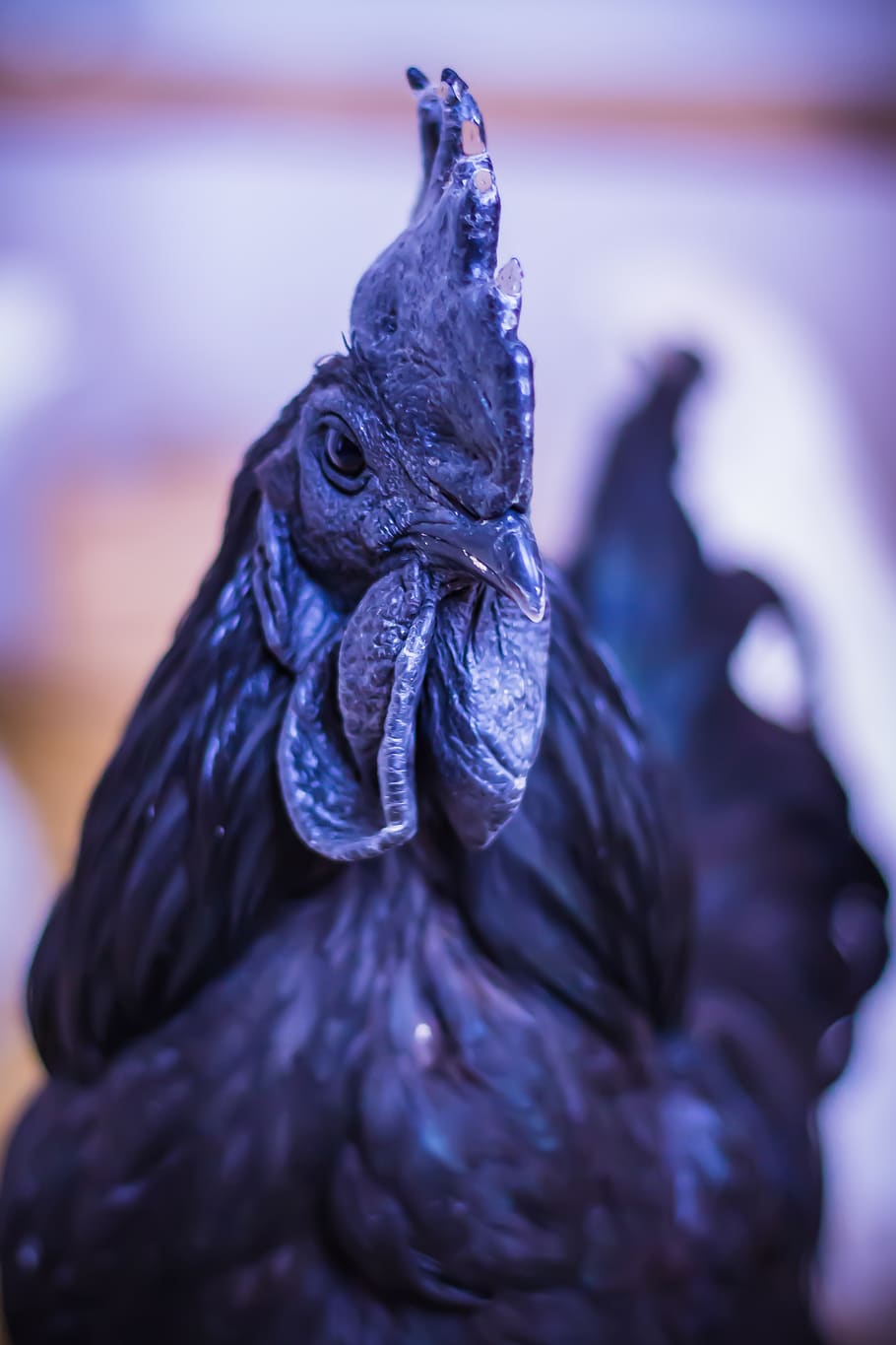 ayam cemani, hahn, chicken, black chicken, poultry, animal, birds, pets, animal themes, close-up
