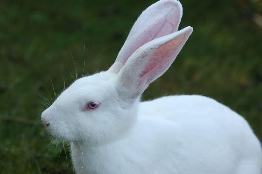rabbit, white, ears big, humane attitude, hare, red eyes, long eared, rabbit - Animal, animal, cute