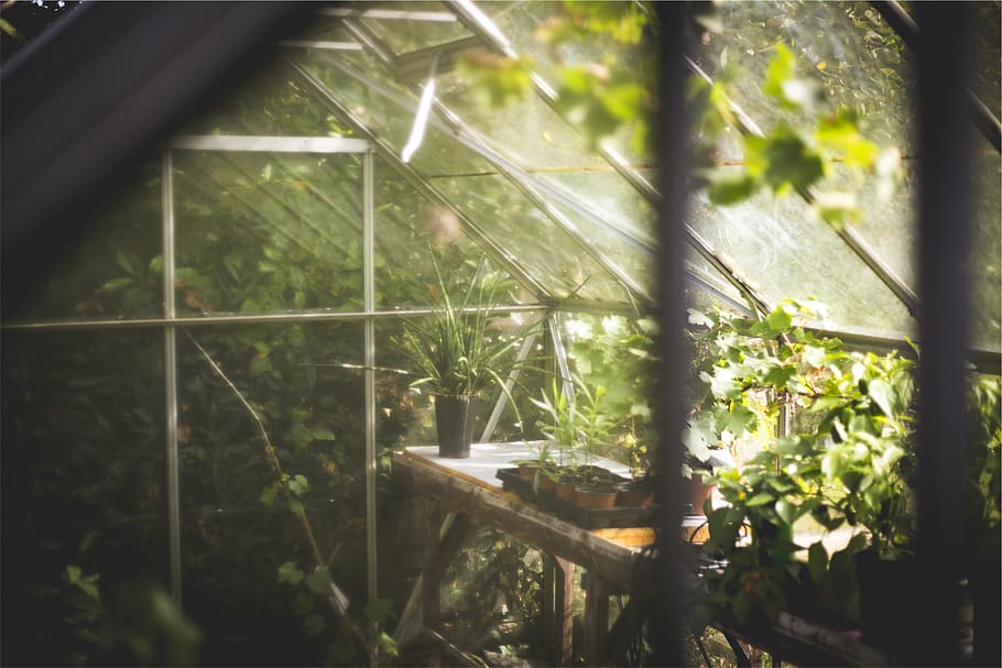 greenhouse, plants, pots, plant, growth, nature, day, window, green color, sunlight