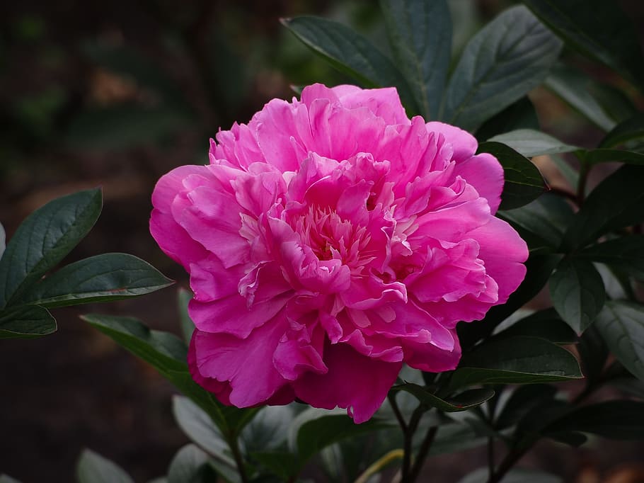 peony, herbaceous peony, paeonia suffruticosa, pink, flower, bloom, flora, nature, flowering plant, plant